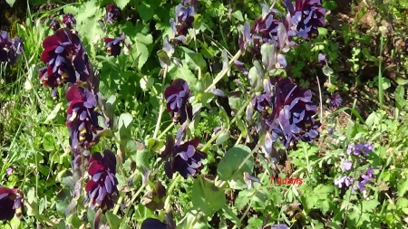 Cerinthe